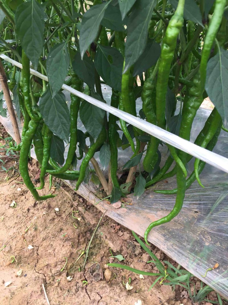 二荆条辣椒丰抗辣椒大量上市，欢迎大家关注