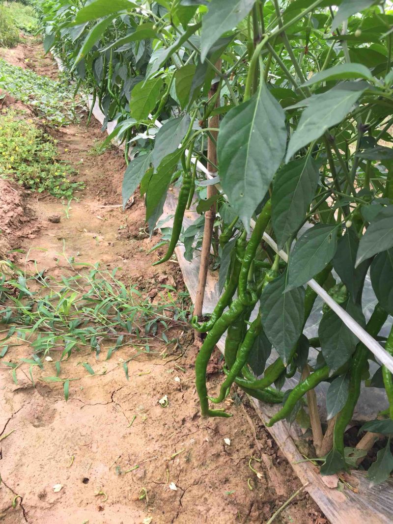 二荆条辣椒丰抗辣椒大量上市，欢迎大家关注