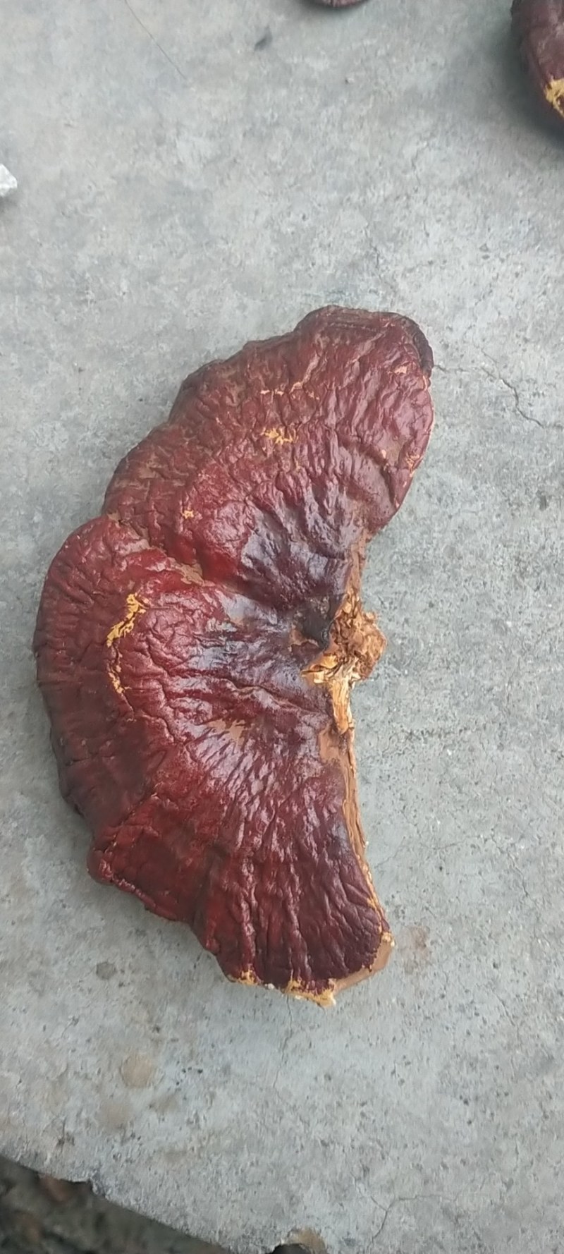 红灵芝产地直销量大优惠不苦口感也好