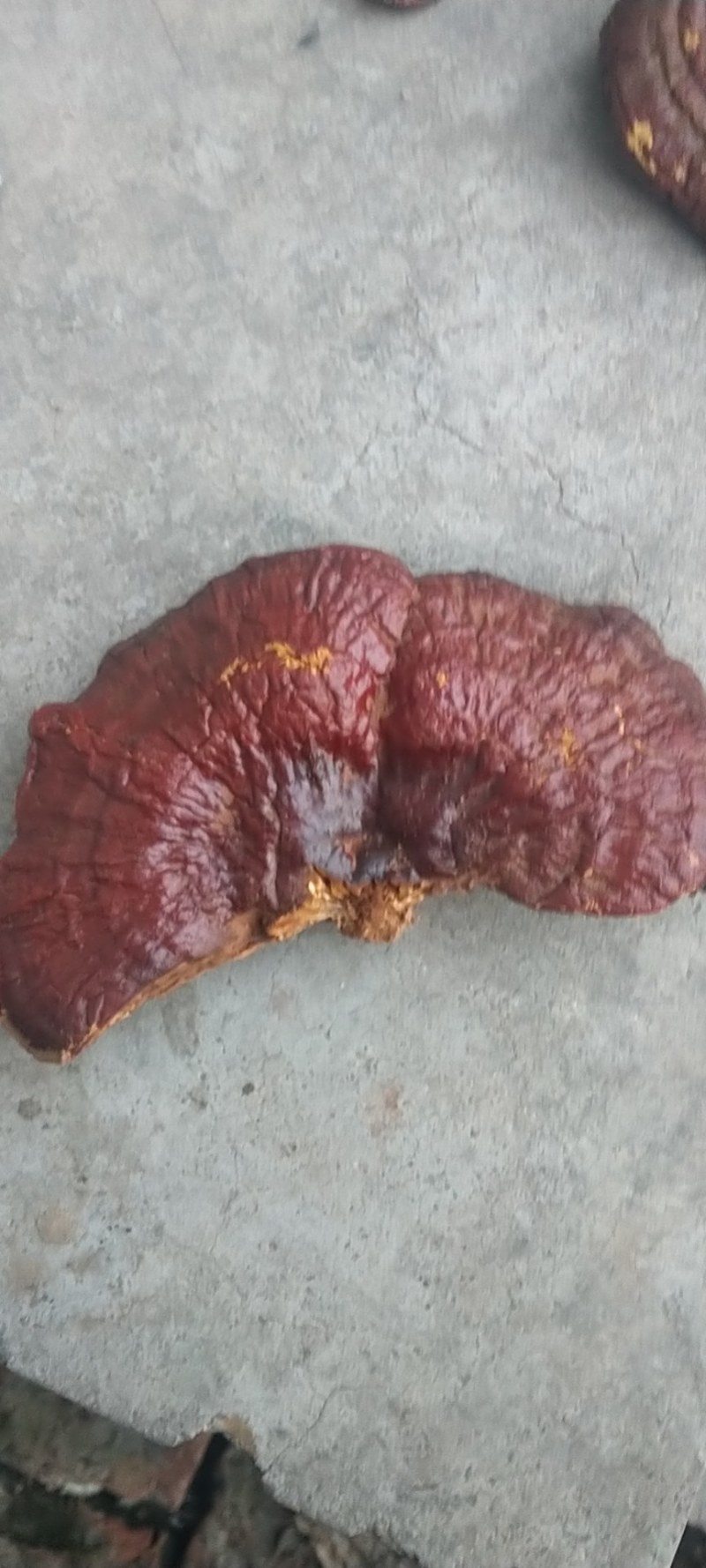 红灵芝产地直销量大优惠不苦口感也好