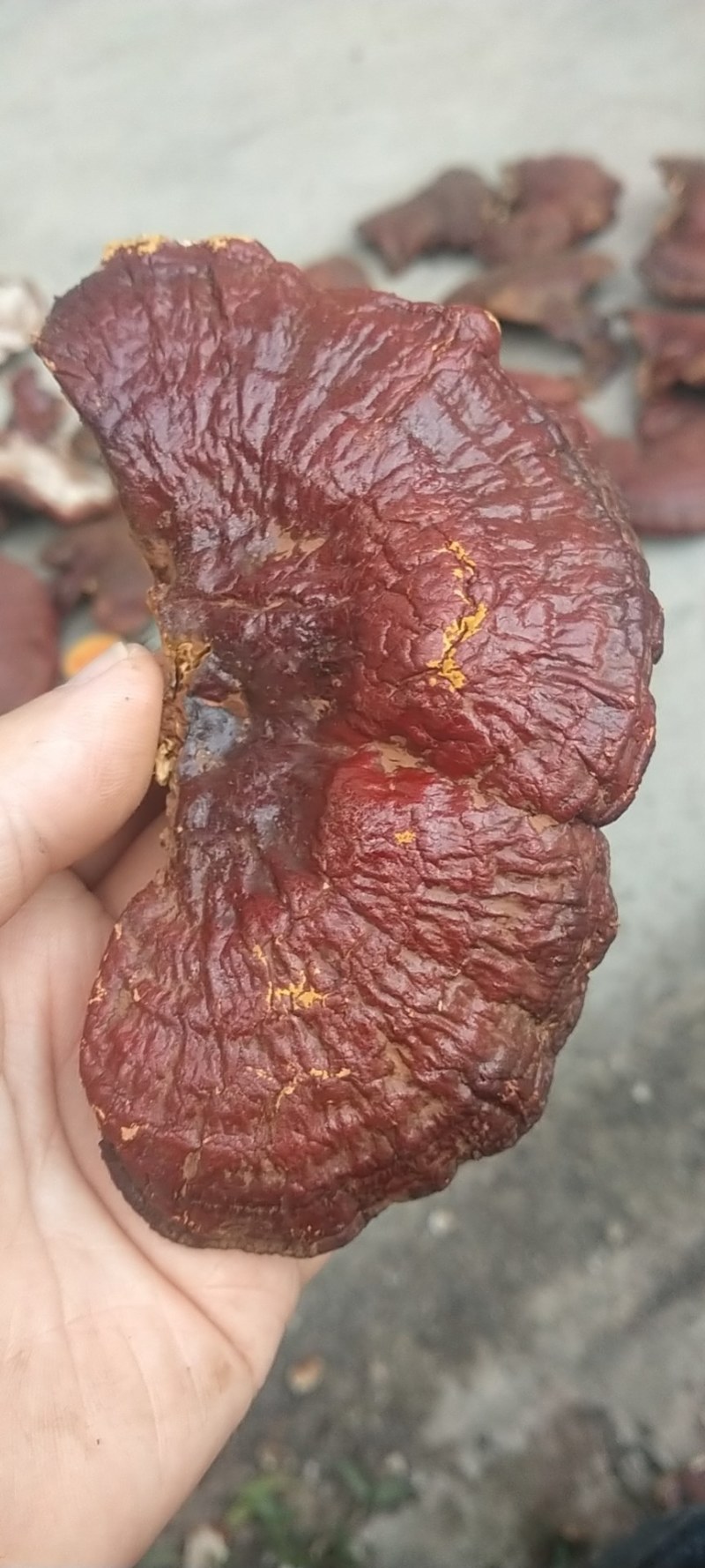 红灵芝产地直销量大优惠不苦口感也好