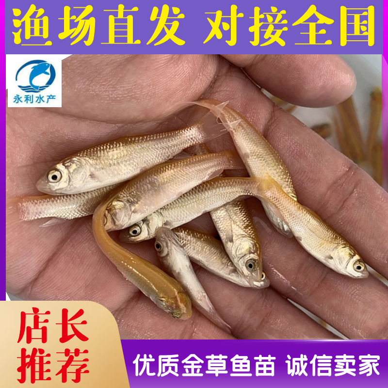 优质金草鱼苗、俄罗斯金草鱼、水产养殖、品质保证、成活率高