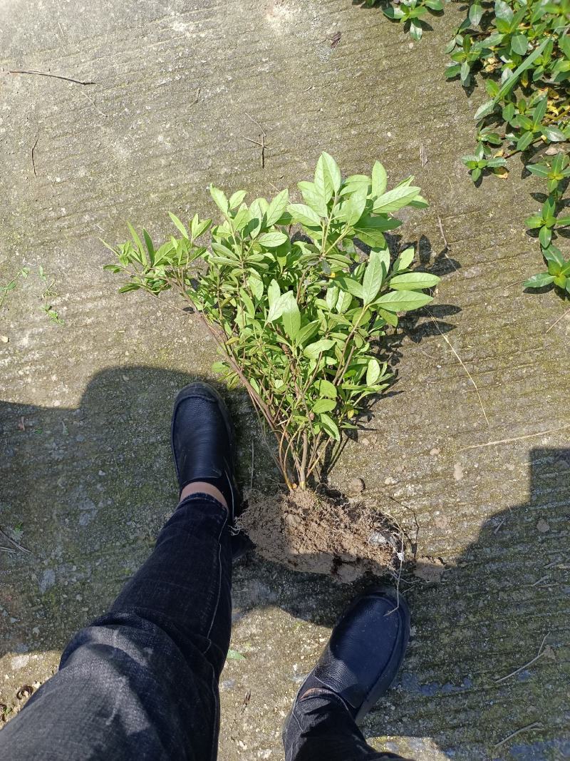 毛鹃16杯分枝多杆子粗壮成活率百分之九十九