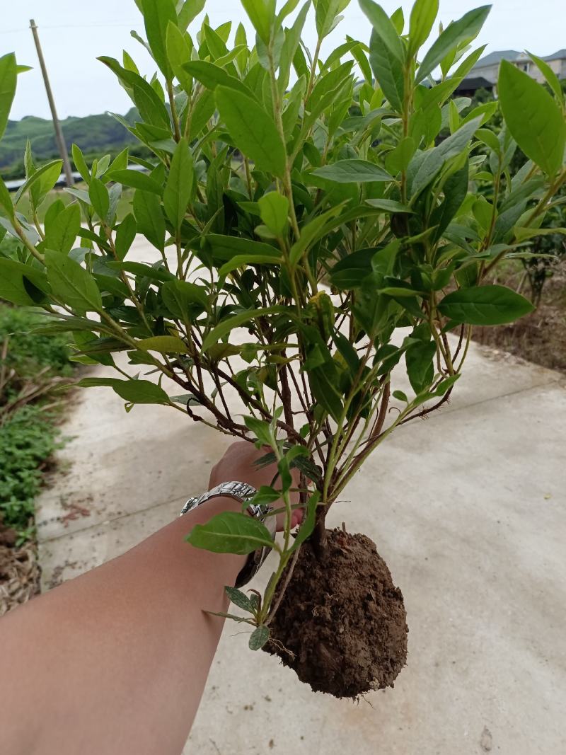 毛鹃16杯分枝多杆子粗壮成活率百分之九十九