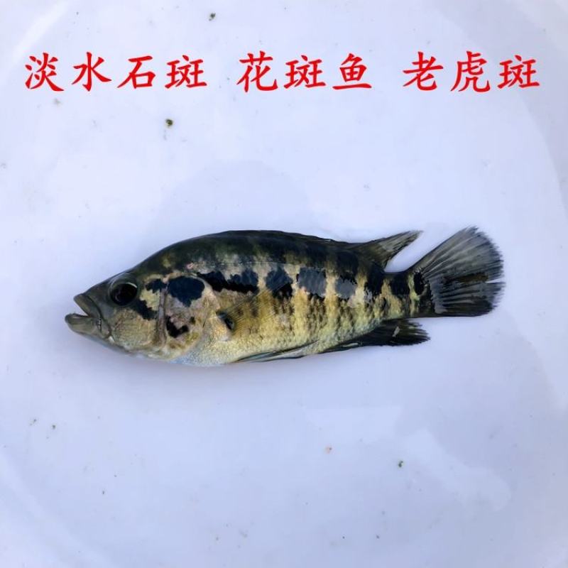 淡水石斑鱼苗、大量批发、供地直供，欢迎全国各地养殖户咨询