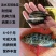 淡水石斑鱼苗、大量批发、供地直供,欢迎全国各地养殖户咨询