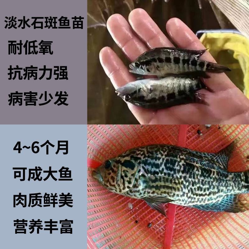 淡水石斑鱼苗、大量批发、供地直供，欢迎全国各地养殖户咨询