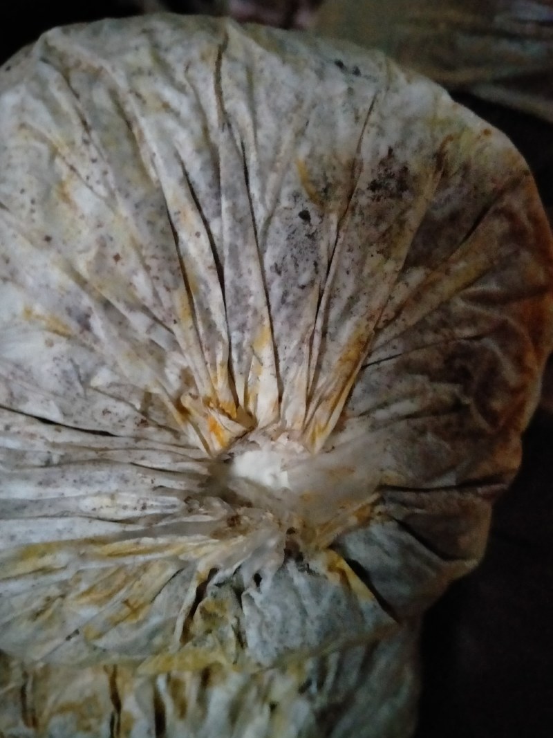 灵芝菌棒开口就可以出灵芝成活率高产地直销量大从优技术指导