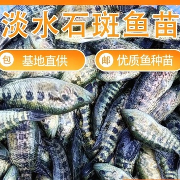 淡水石斑鱼苗、大量批发、供地直供,欢迎全国各地养殖户咨询