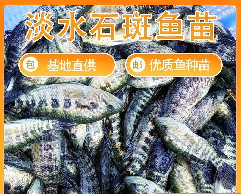 淡水石斑鱼苗、大量批发、供地直供，欢迎全国各地养殖户咨询
