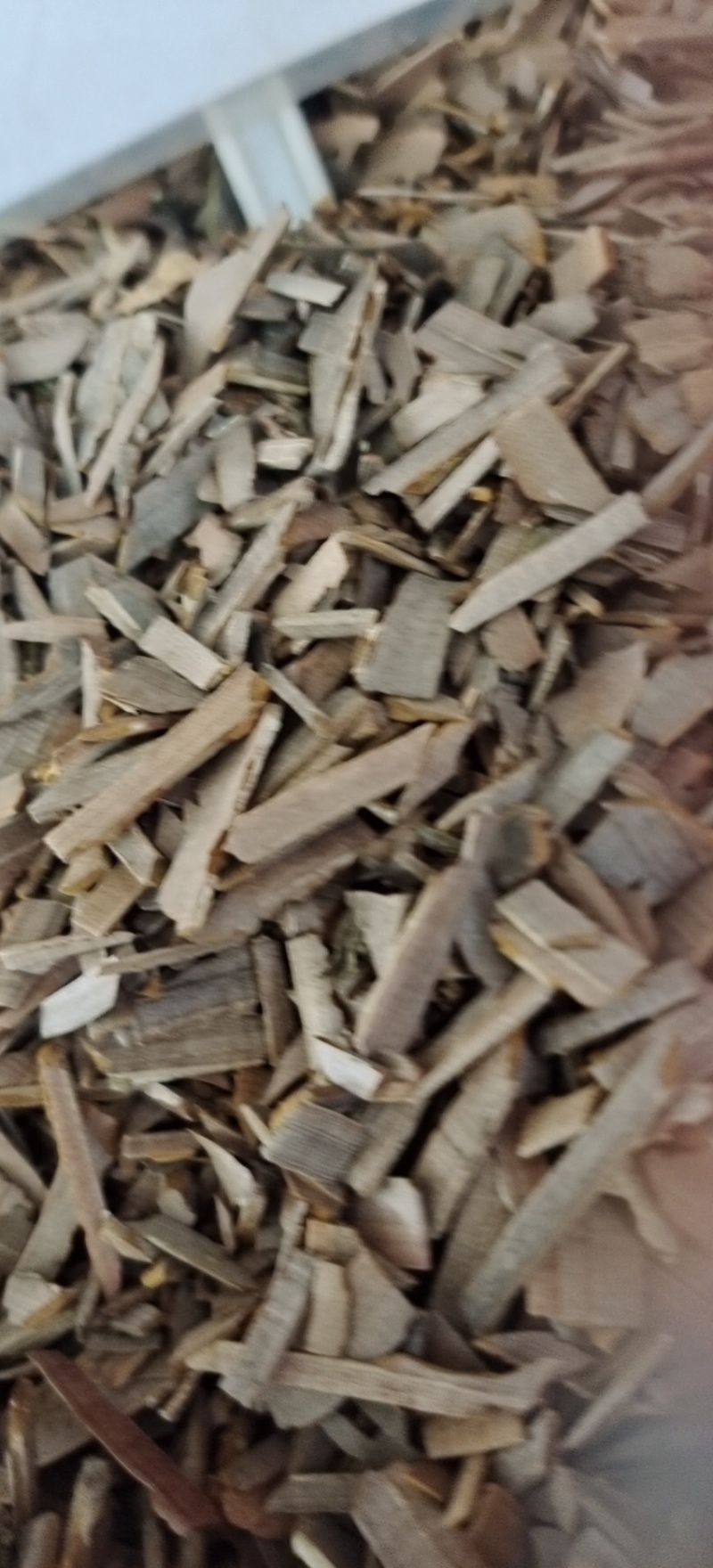 鬼箭羽鬼箭羽中药材批发