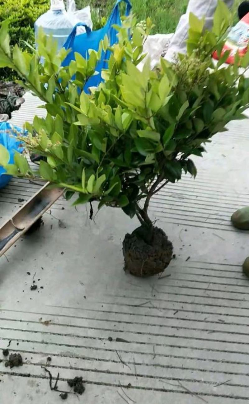 金森女贞16杯小毛球杆子粗壮分支多成活率高