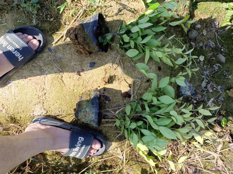 金森女贞16杯小毛球杆子粗壮分支多成活率高