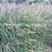 紫穗狼尾草，狼尾草，品种纯正，基地直发，大量现货