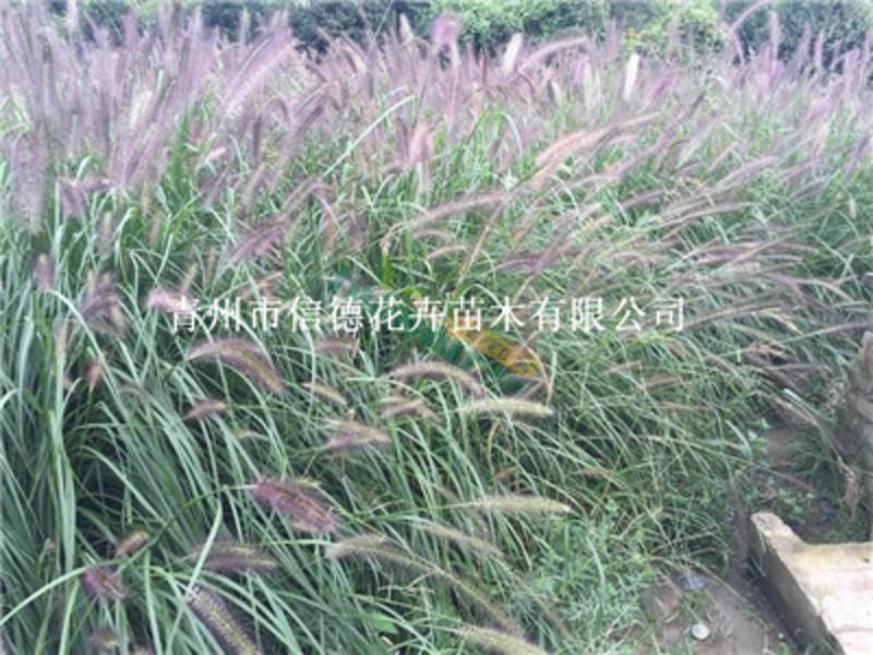 紫穗狼尾草，狼尾草，品种纯正，基地直发，大量现货
