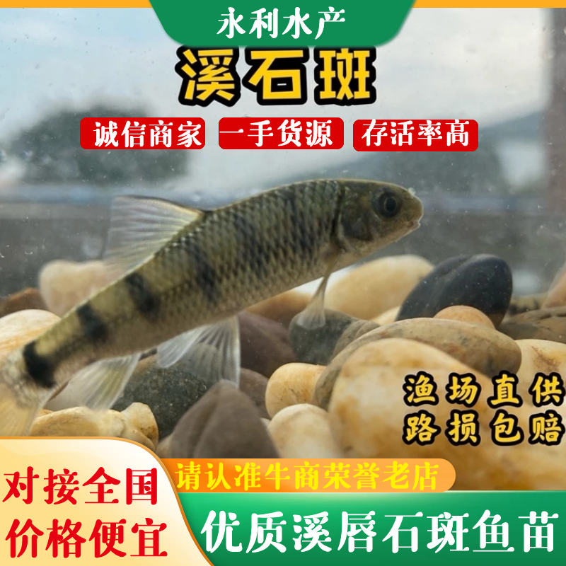 鱼苗广东溪唇石斑鱼苗、石斑鱼苗、基地直供，欢迎订苗全国发货