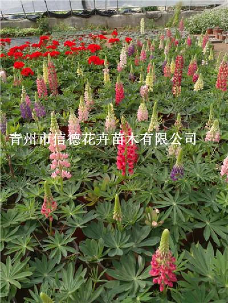 羽扇豆，基地直发，一手货源，花色好看齐全