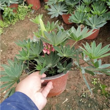 羽扇豆，基地直发，一手货源，花色好看齐全