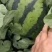 陕西甜王,皮薄肉多,耐运输,甜度13左右,全国代发