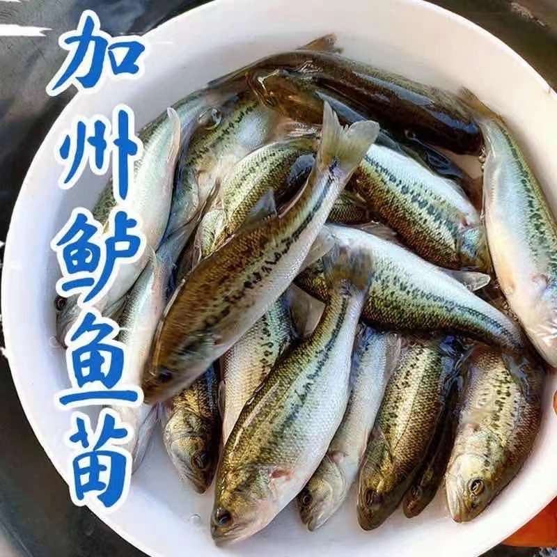 【推荐】优鲈1号苗、渔场直发，已驯化饲料，欢迎咨询订购