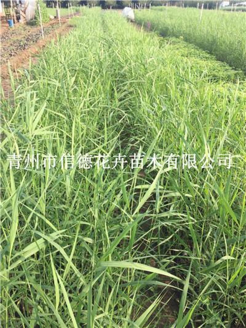 芦苇，一手货源，大量现货供应，山东青州基地