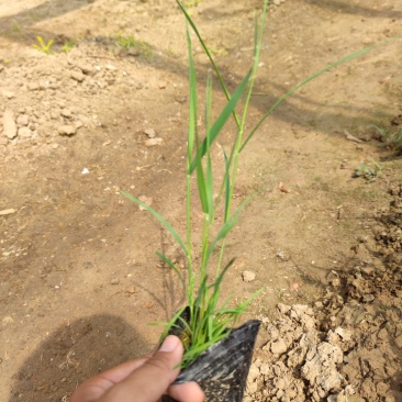 芦苇，一手货源，大量现货供应，山东青州基地