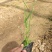 芦苇，一手货源，大量现货供应，山东青州基地