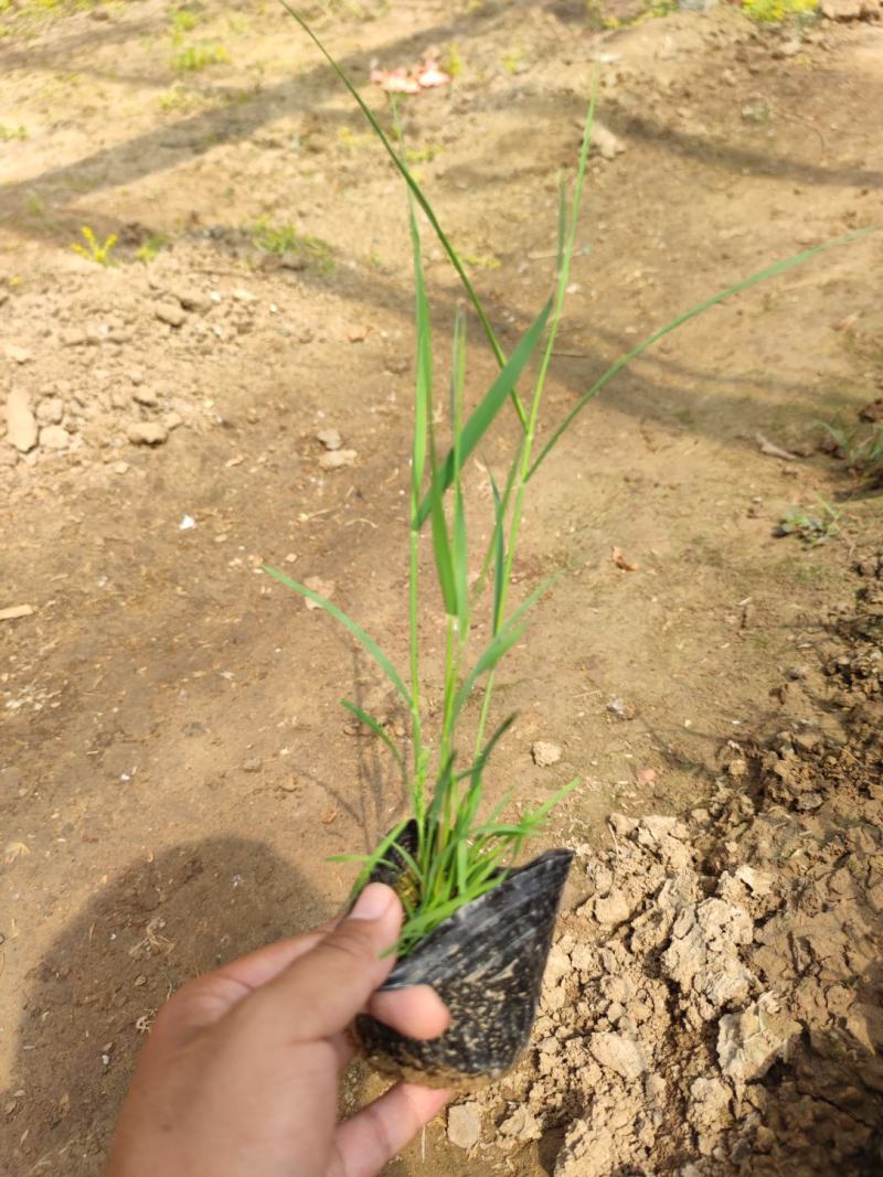 芦苇，一手货源，大量现货供应，山东青州基地