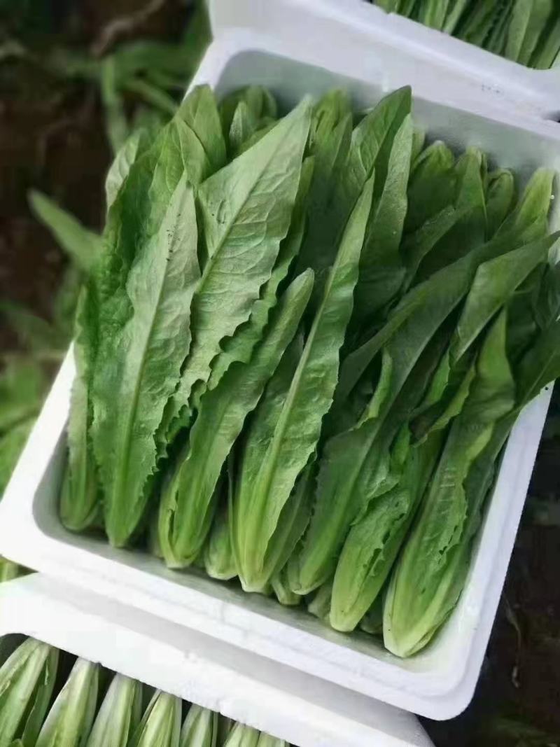 油麦
