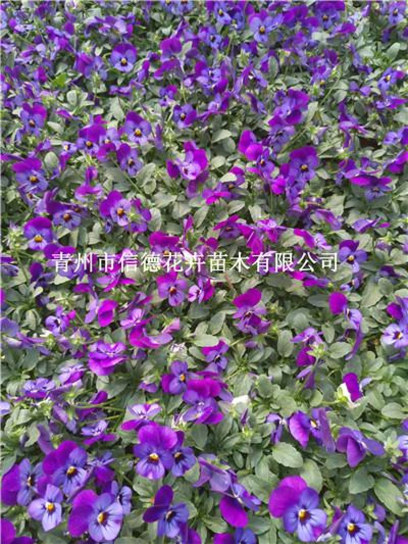 角堇多色，一手货源，苗圃直接发货，花色齐全，规格齐全