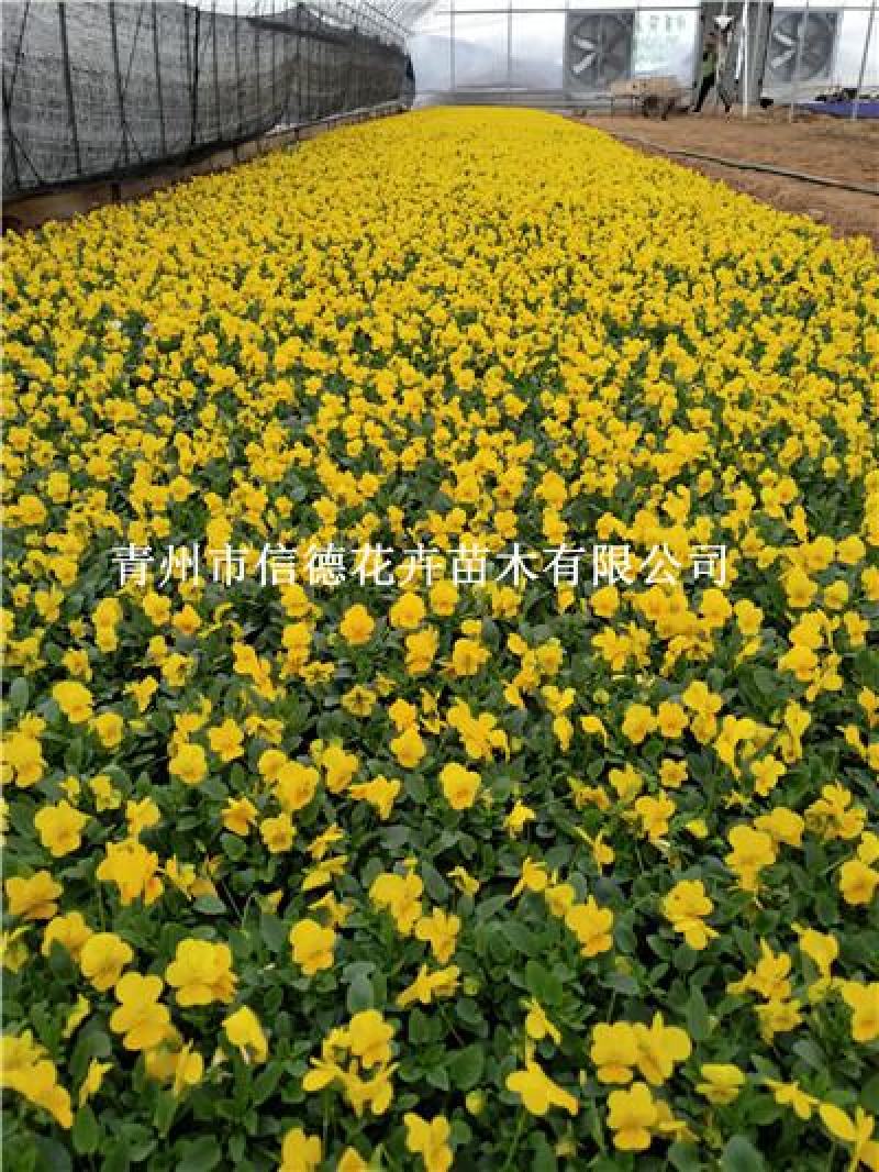 角堇多色，一手货源，苗圃直接发货，花色齐全，规格齐全