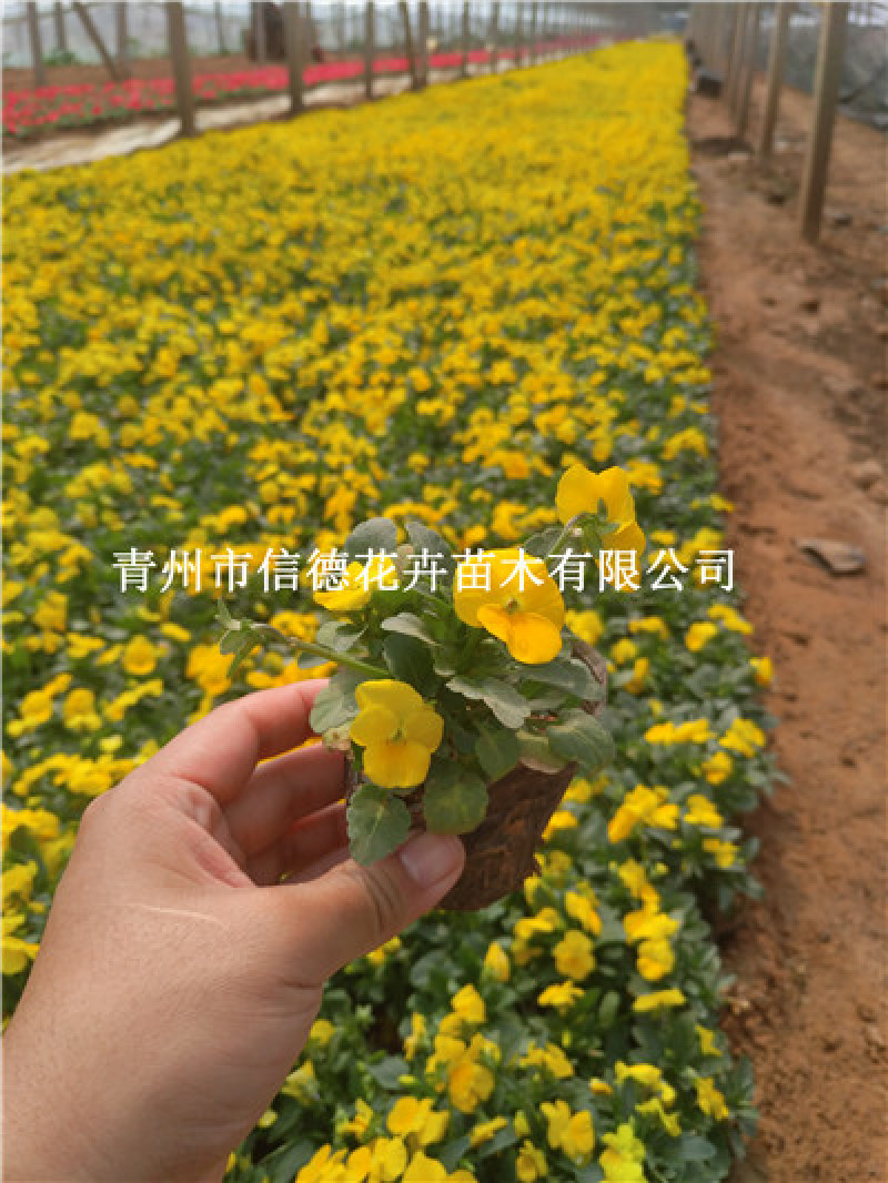 角堇多色，一手货源，苗圃直接发货，花色齐全，规格齐全