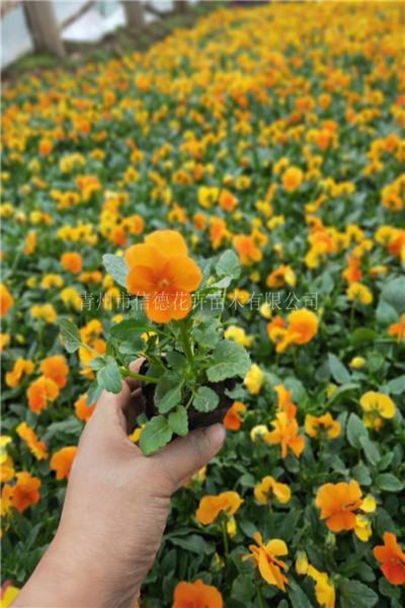 角堇多色，一手货源，苗圃直接发货，花色齐全，规格齐全