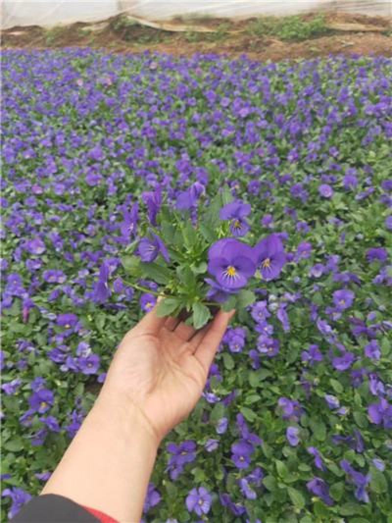 角堇多色，一手货源，苗圃直接发货，花色齐全，规格齐全