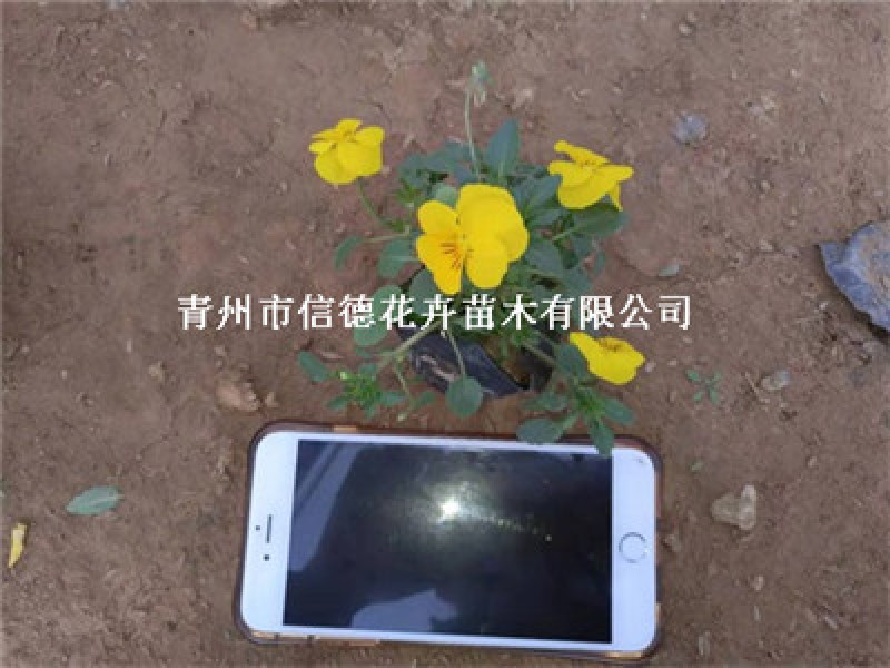 角堇多色，一手货源，苗圃直接发货，花色齐全，规格齐全