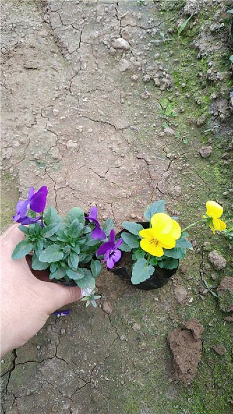 角堇多色，一手货源，苗圃直接发货，花色齐全，规格齐全