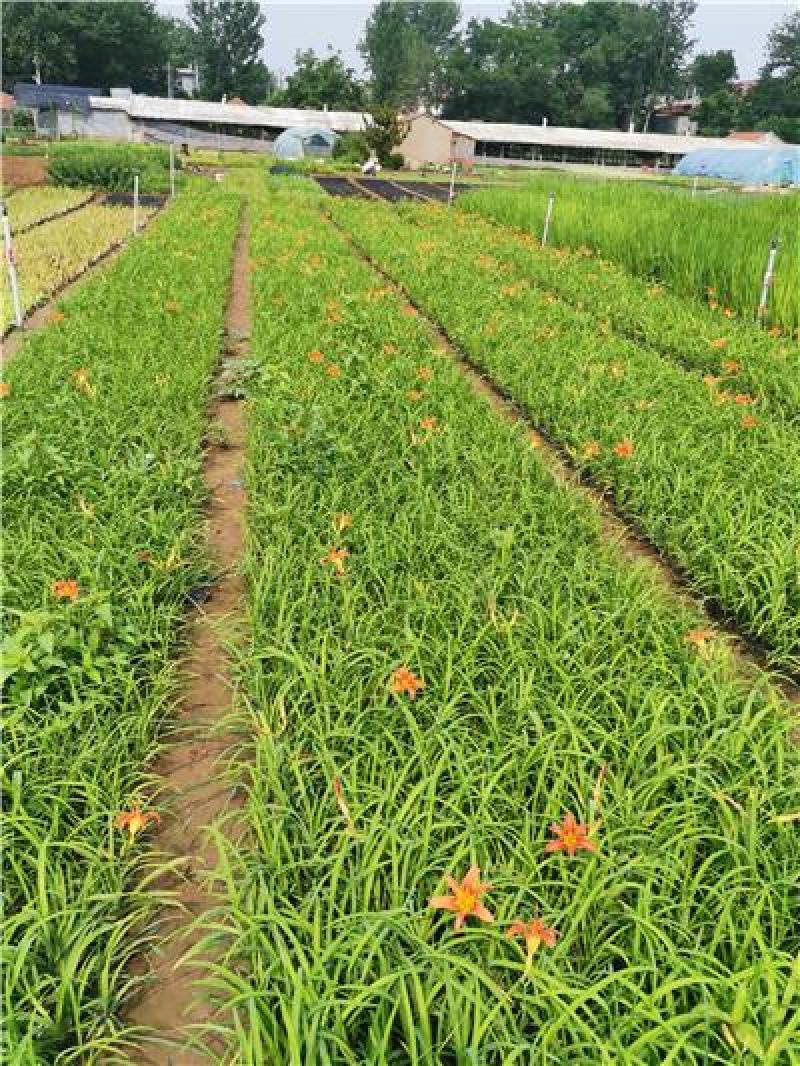 大花萱草，一手货源，基地直发，山东种植基地