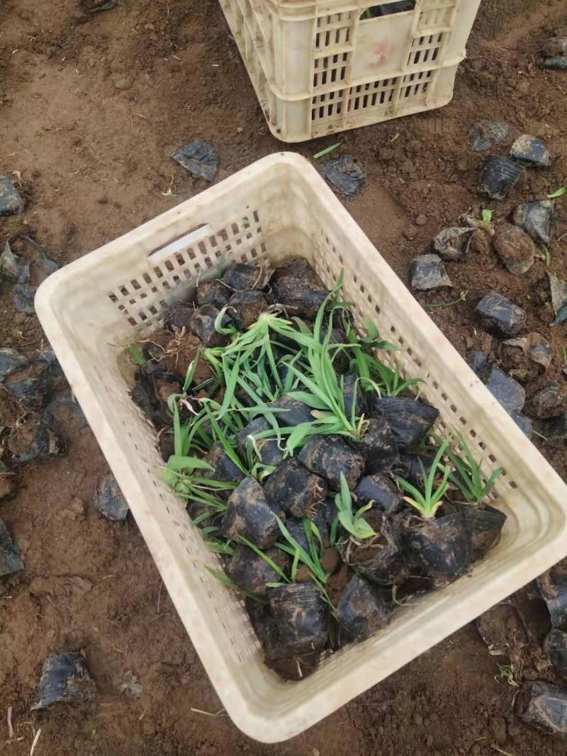 大花萱草，一手货源，基地直发，山东种植基地