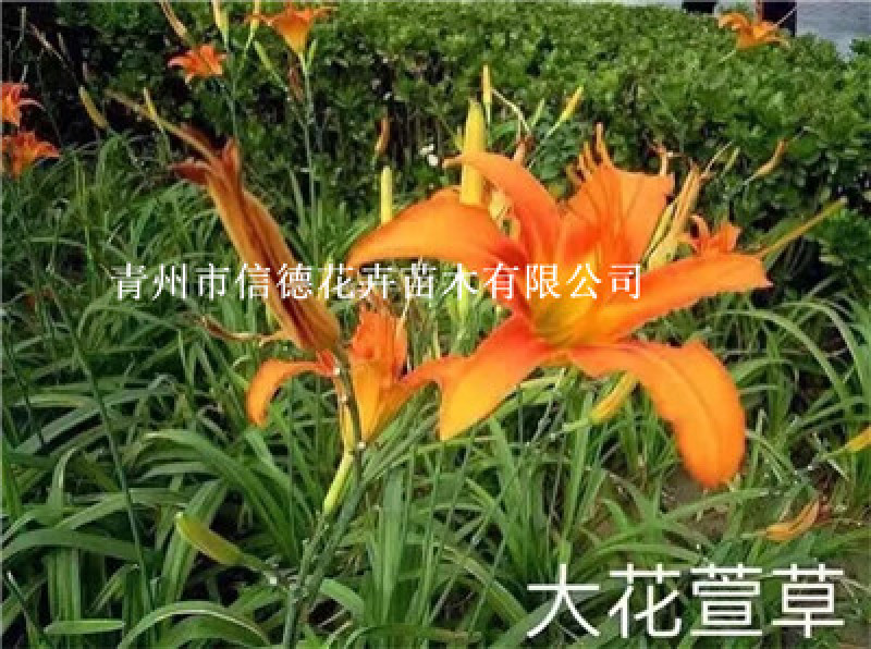 大花萱草，一手货源，基地直发，山东种植基地