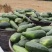 镇江水菜瓜嫩脆爽口夏季解暑之佳品