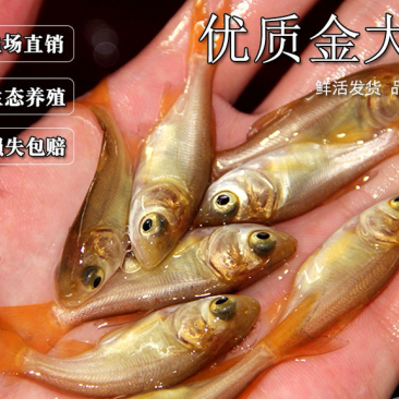 金花鲢鱼苗、金大头鱼苗、品质优良，成活率高，全国发货！