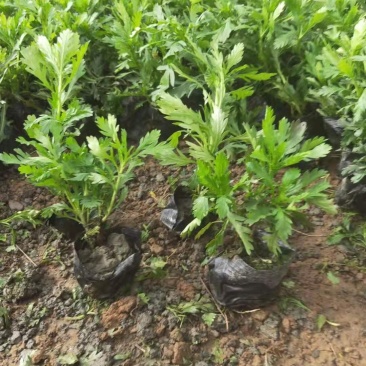 黄金菊，木春菊，一手货源，规格齐全，大量有货