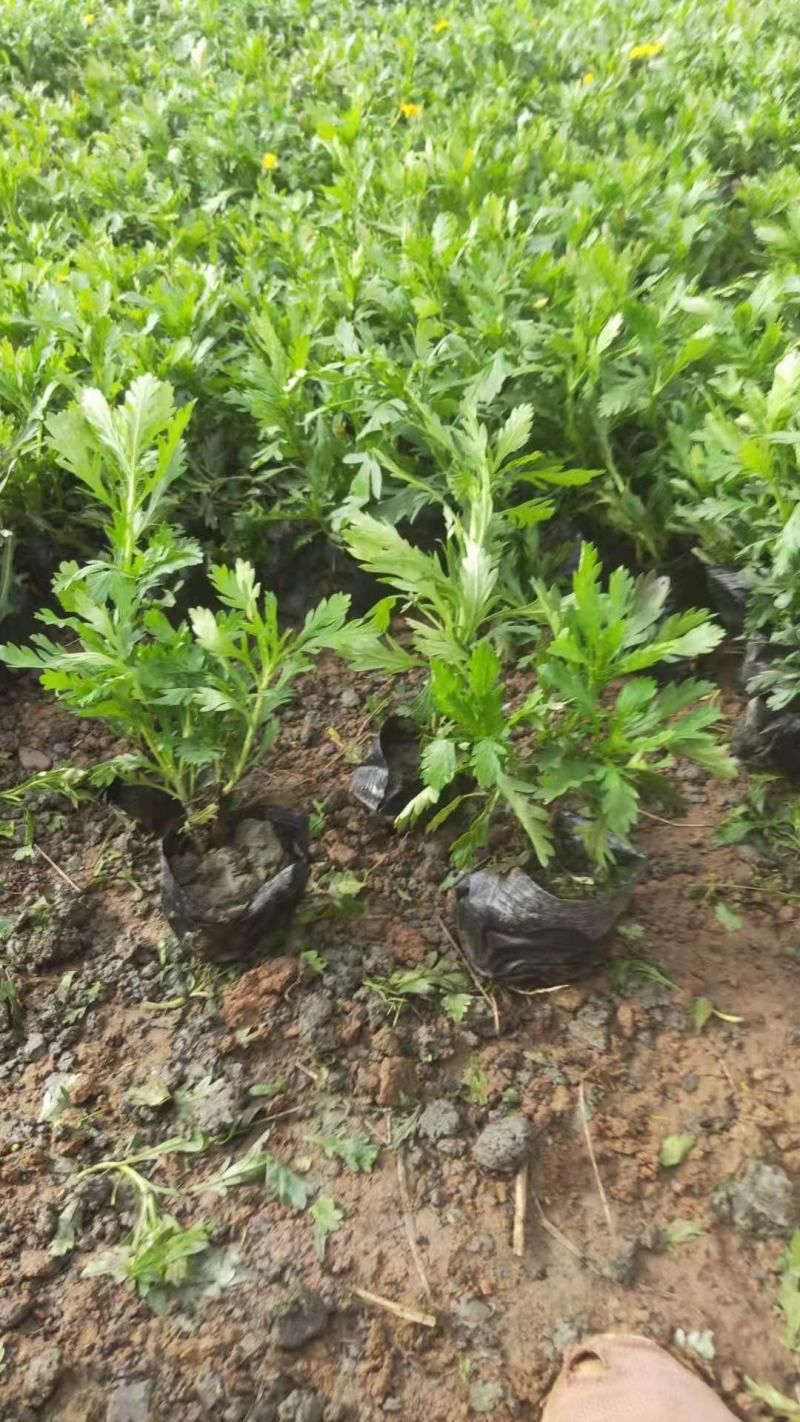 黄金菊，木春菊，一手货源，规格齐全，大量有货