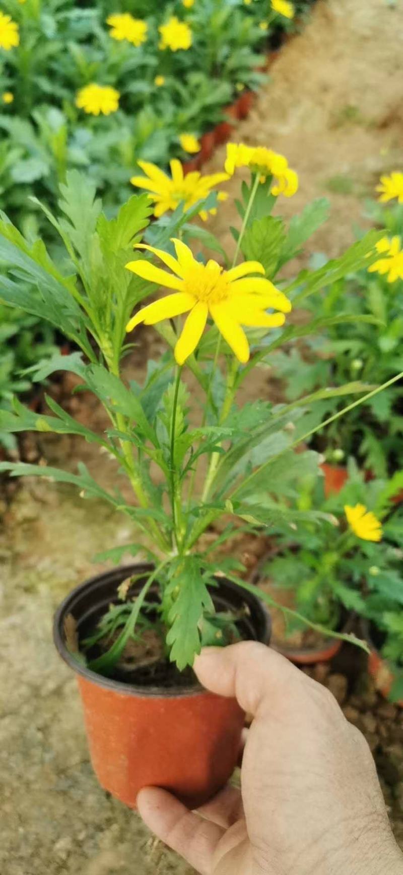 黄金菊，木春菊，一手货源，规格齐全，大量有货
