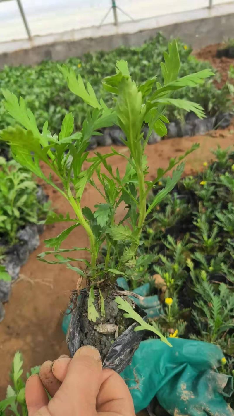 黄金菊，木春菊，一手货源，规格齐全，大量有货