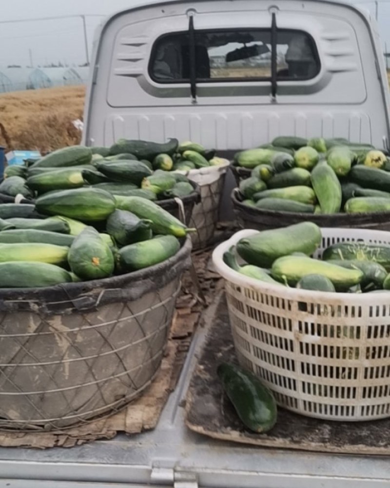 镇江水菜瓜嫩脆爽口夏季解暑之佳品