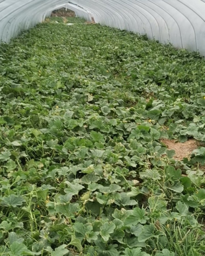 镇江水菜瓜嫩脆爽口夏季解暑之佳品