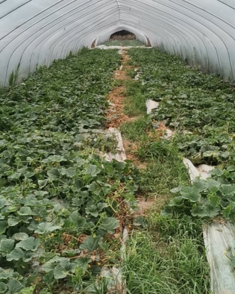 镇江市丹阳日本甜宝香甜脆爽