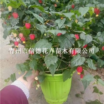 宫灯，盆花，一手货源