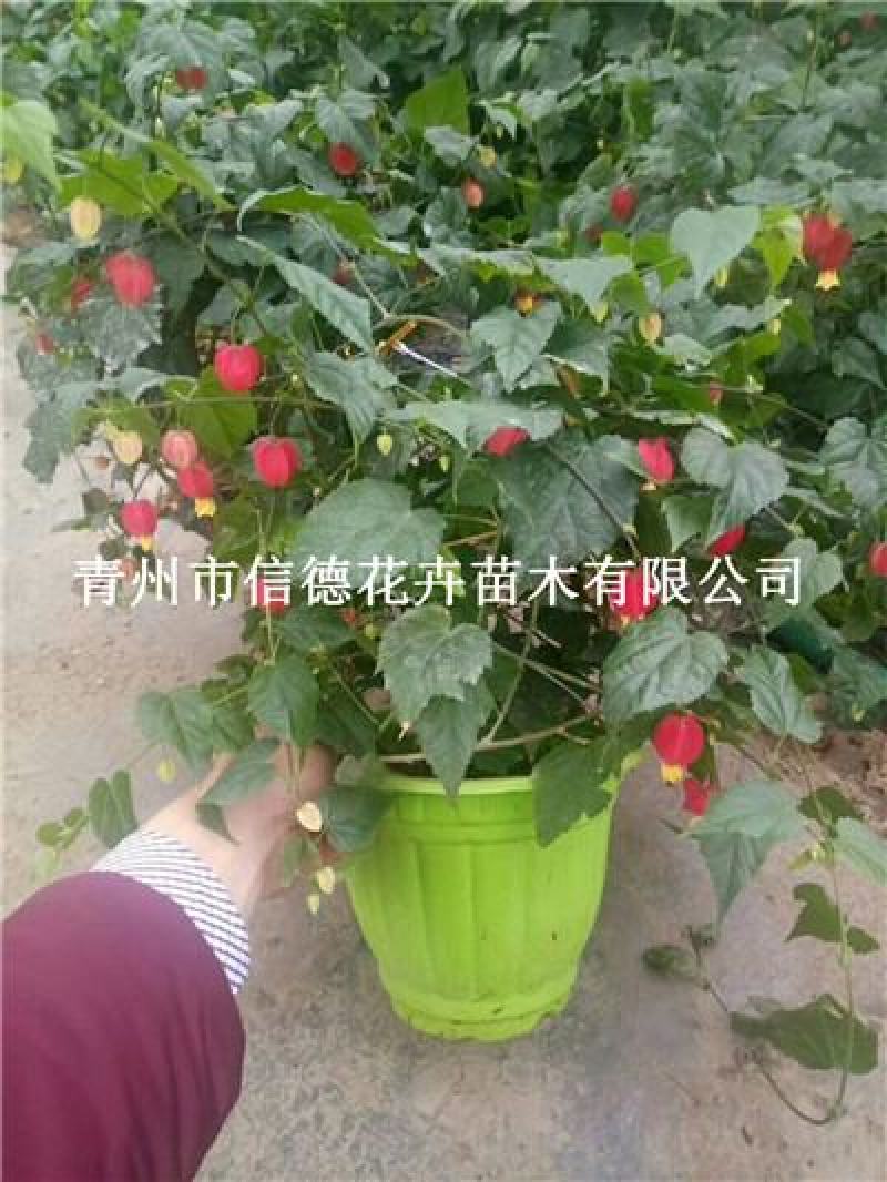 宫灯，盆花，一手货源
